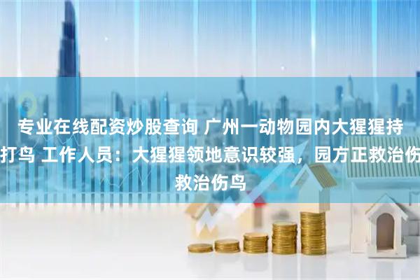 专业在线配资炒股查询 广州一动物园内大猩猩持棍打鸟 工作人员：大猩猩领地意识较强，园方正救治伤鸟